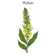 Attēlu rezultāti vaicājumam “Verbascum thapsus leaf”