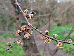 Attēlu rezultāti vaicājumam “Ulmus glabra flower”