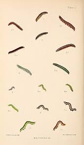 Attēlu rezultāti vaicājumam “Panemeria tenebrata”