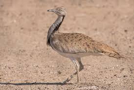 Image result for Chlamydotis macqueenii