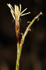Attēlu rezultāti vaicājumam “Carex digitata bud”
