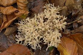 Attēlu rezultāti vaicājumam “Clavulina coralloides”