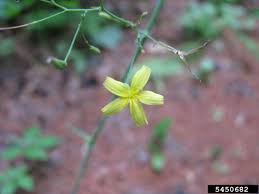 Attēlu rezultāti vaicājumam “Mycelis muralis leaf”