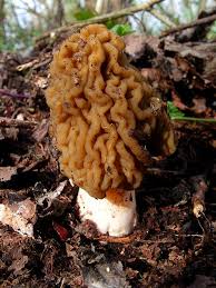 Attēlu rezultāti vaicājumam “Morchella esculenta”