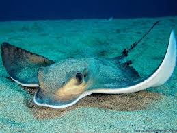 Image result for Myliobatis freminvillei