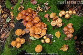 Attēlu rezultāti vaicājumam “Galerina marginata”