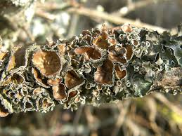 Attēlu rezultāti vaicājumam “Pleurosticta acetabulum”