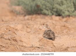 Image result for Melanocorypha bimaculata
