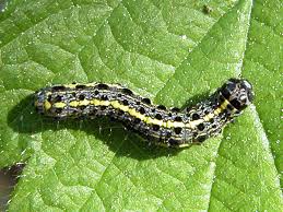 Attēlu rezultāti vaicājumam “Orthosia miniosa imago”