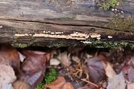 Attēlu rezultāti vaicājumam “Phlebia serialis”