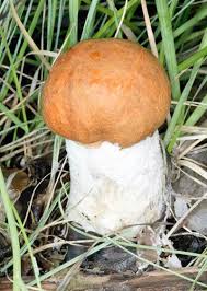 Attēlu rezultāti vaicājumam “Leccinum vulpinum”