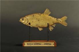 Image result for Blicca bjoerkna