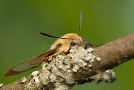 Attēlu rezultāti vaicājumam “Hemaris tityus”