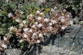 Attēlu rezultāti vaicājumam “Sedum pallidum flower”