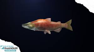 Image result for Oncorhynchus nerka