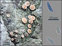 Attēlu rezultāti vaicājumam “Coenogonium pineti”