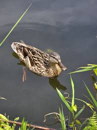 Attēlu rezultāti vaicājumam “Anas platyrhynchos juvenile”