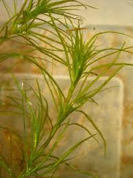 Attēlu rezultāti vaicājumam “Najas tenuissima leaf”