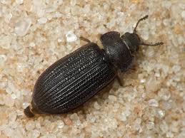 Attēlu rezultāti vaicājumam “Grynocharis oblonga”