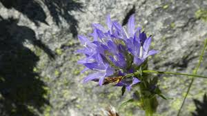 Image result for Campanula moesiaca