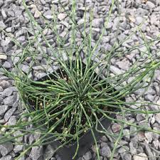 Attēlu rezultāti vaicājumam “Equisetum hyemale”