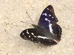 Attēlu rezultāti vaicājumam “Apatura iris”