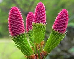 Attēlu rezultāti vaicājumam “Picea abies female flower”