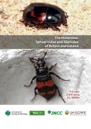 Attēlu rezultāti vaicājumam “Silphidae”