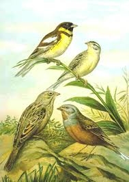 Image result for Emberiza aureola
