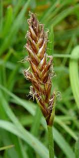 Attēlu rezultāti vaicājumam “Blysmus compressus flower”