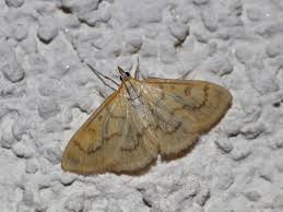 Attēlu rezultāti vaicājumam “Paratalanta hyalinalis”