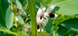 Attēlu rezultāti vaicājumam “Vicia faba leaf”