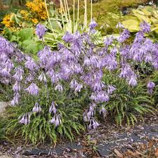Attēlu rezultāti vaicājumam “Hosta sp. flower”