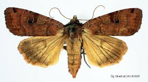 Attēlu rezultāti vaicājumam “Xestia baja”