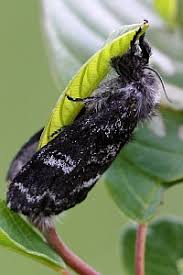 Attēlu rezultāti vaicājumam “Gynaephora selenitica”