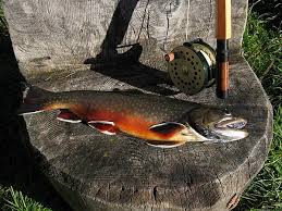 Image result for Salvelinus alpinus