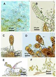 Attēlu rezultāti vaicājumam “Didymium spongiosum macro”