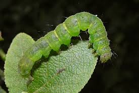 Attēlu rezultāti vaicājumam “Hypena crassalis”