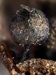 Attēlu rezultāti vaicājumam “Lamproderma pseudomaculatum”