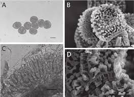 Attēlu rezultāti vaicājumam “Coleosporium sp.”