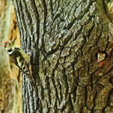 Attēlu rezultāti vaicājumam “Dendrocopos medius nest”