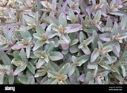 Attēlu rezultāti vaicājumam “Hylotelephium telephium leaf”