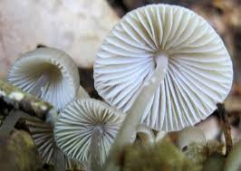 Attēlu rezultāti vaicājumam “Mycena abramsii”