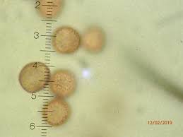 Attēlu rezultāti vaicājumam “Lamproderma nigrescens”