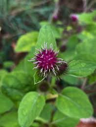 Attēlu rezultāti vaicājumam “Arctium tomentosum fruit”