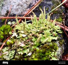 Attēlu rezultāti vaicājumam “Cladonia ochrochlora”