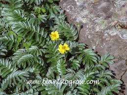 Attēlu rezultāti vaicājumam “Argentina anserina leaf”