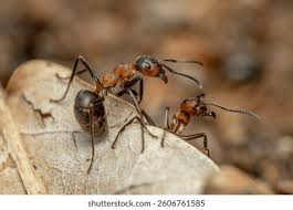 Attēlu rezultāti vaicājumam “Formica rufa imago”