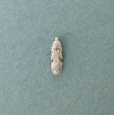 Attēlu rezultāti vaicājumam “Carpatolechia alburnella”