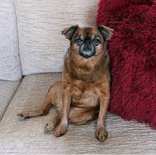 Image result for brüsseler giffon